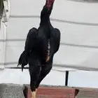 ديك شامو الماني هزاز