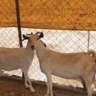 معزاء بيشيات متاومه