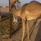 بكره هجن اب شاهين الحوات