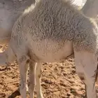 حاشي بري شرط
