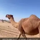 ناقه ضروبه طيبه