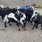 غنم نجد