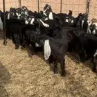 البيع تيوس وجفراة