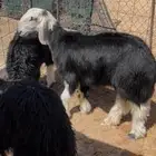 3 رخال فاخرات