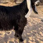 تيس عارضي خصم