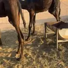 قعدان مفاريد طيبه جدا