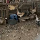دجاج وبط