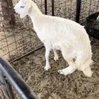 ذبايح