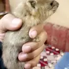 مواليد وبران بريه