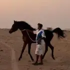 للبيع مهره. شعبيه فاخره