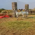 ماعز بيشيات للبيع