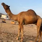بعير جمل ساحلي