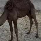 قعود سته شهور سبعه حليب امه وفل