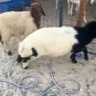 رخال