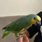 ببغاء امروني متكلم أليف