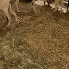 جفار مطورات