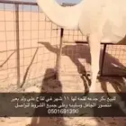 لقحه بكر جذعه شقحاء كفو