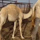 قعدان للبيع