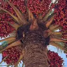 مطلوب محصول نخل حلوة