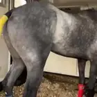 حصان انتاج شغال جاهز