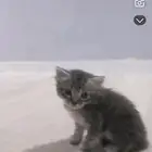 قطه