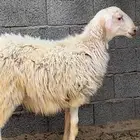 مشروع فحل