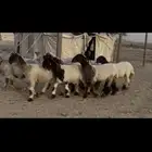 جذعات نعيم صنف فاخره فاخره