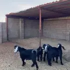 تيييوس