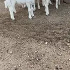 بهم تربيه شهرين ونص