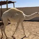 قعود وبكره للبيع