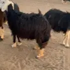 للبيع غنم حيل