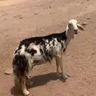نعجه نجديه