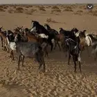 معزا
