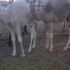 قعدان العدد 2 للبيع