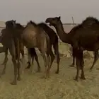 قعدان العدد 7