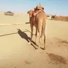 قليصه للبيع