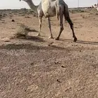عشرا معها قعود
