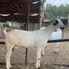 عنز بيشية فاخرة