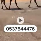 للبيع الحقه الفريحيه
