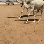 للبيع خلفه وضحا سنها جذعه تحتها بكره رمانيه كفو
