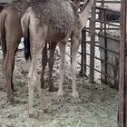 قعدان فل شحم