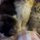 كيتن شيرازي بيور مستوى عالي