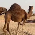 ناقه ساحليه(( تم البيع ))