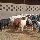 بهم جادب نجد