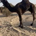 بعير على جميع شروط