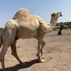 آبل
