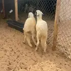 ذبايح سواكن مع الصلخ والتصويل