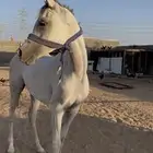 فرس عربيه للبيع معا مهرتها