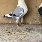 اسطنبولي