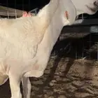 رخل حريه